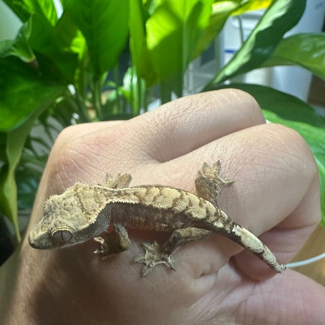 노멀 트라이 할리퀸