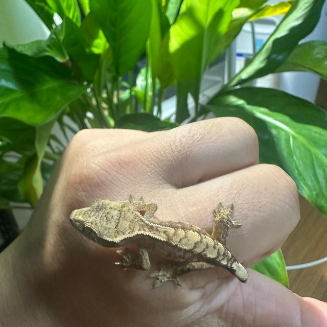 노멀 트라이 할리퀸