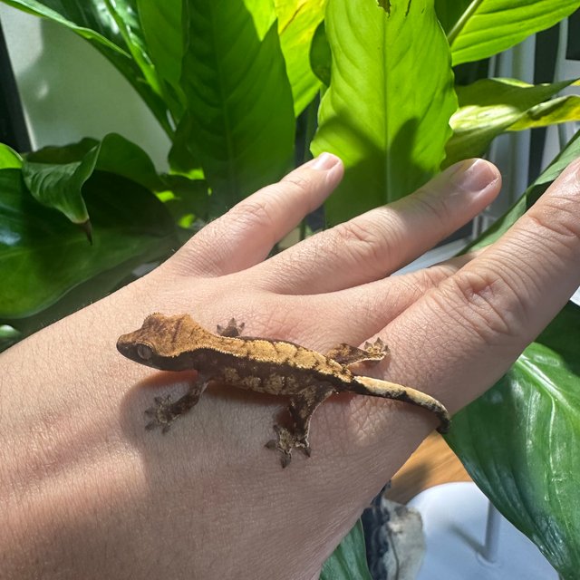 카푸치노 트라이 할리퀸