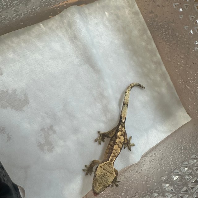 노멀 트라이 할리퀸