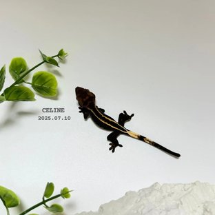 100%헷아잔틱 엠티백 슈퍼스트라이프