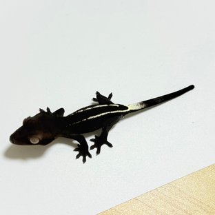 아잔틱