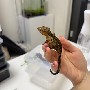 100%헷아잔틱 팬텀