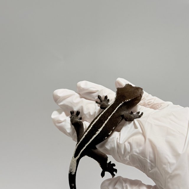 아잔틱 풀핀 화이트포트홀