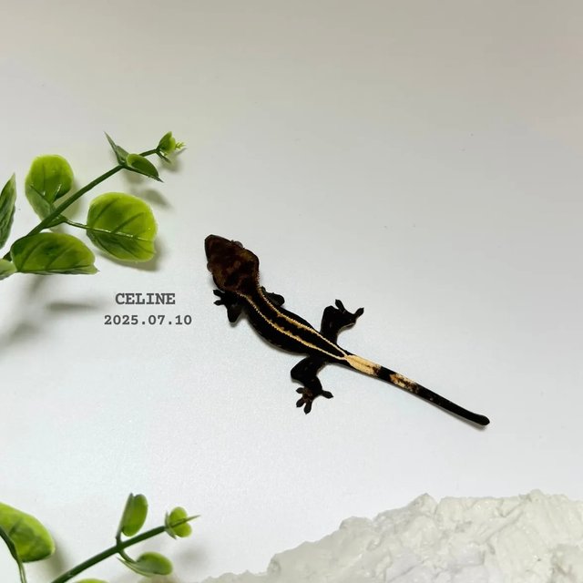 100%헷아잔틱 엠티백 슈퍼스트라이프