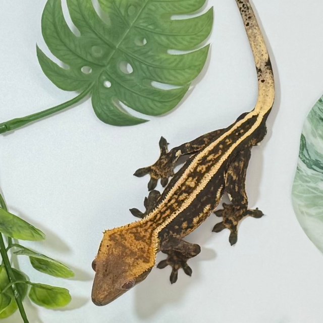 엠티백 슈퍼스트라이프 풀핀