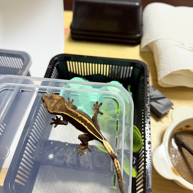 100%헷아잔틱 엠티백 슈퍼스트라이프