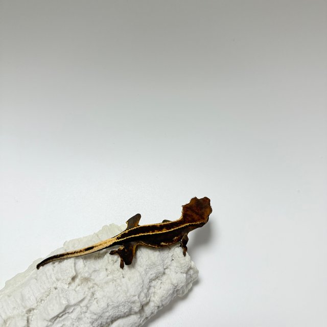 100%헷아잔틱 엠티백 슈퍼스트라이프