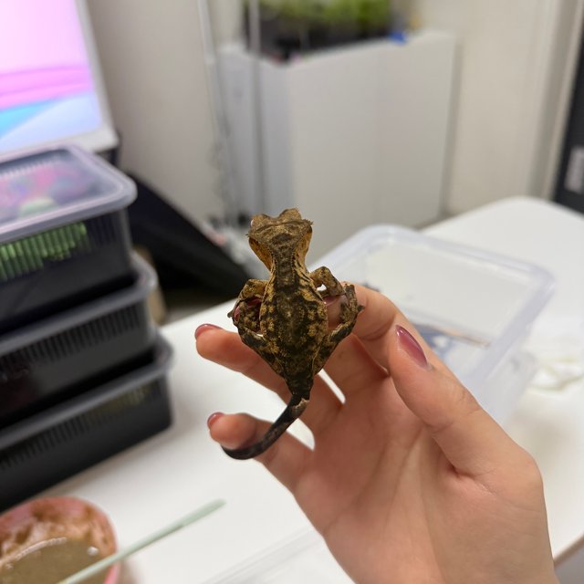 100%헷아잔틱 팬텀