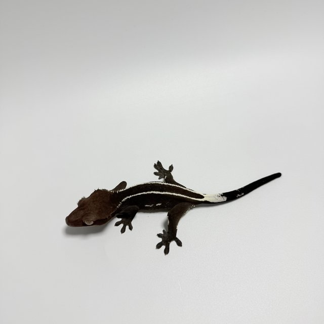 아잔틱 풀핀 화이트포트홀