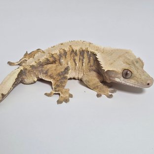 익스트림할리퀸 트라이