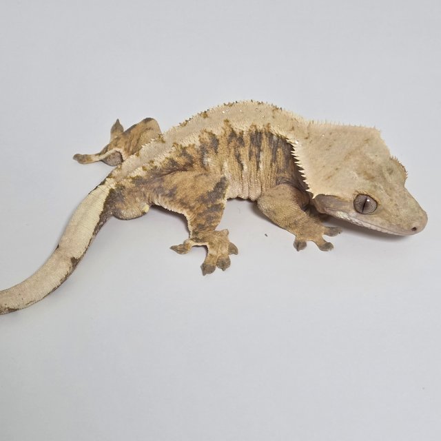 익스트림할리퀸 트라이