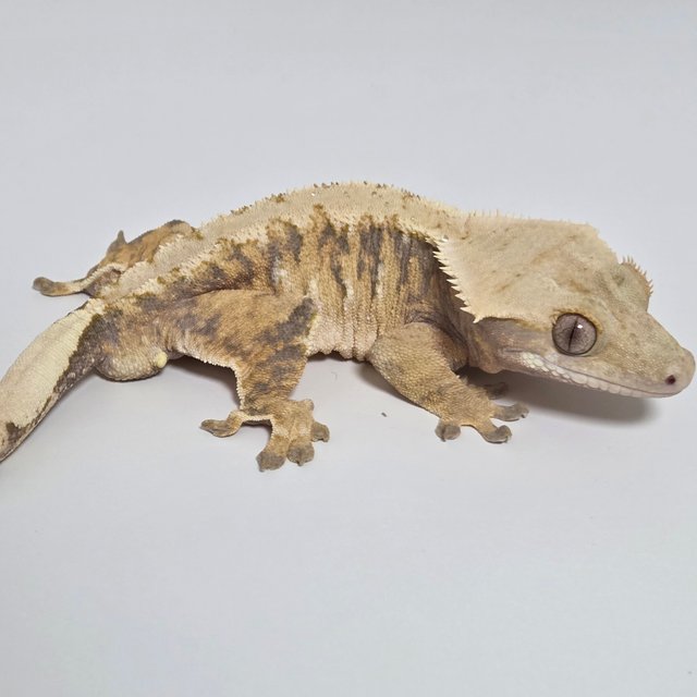 익스트림할리퀸 트라이