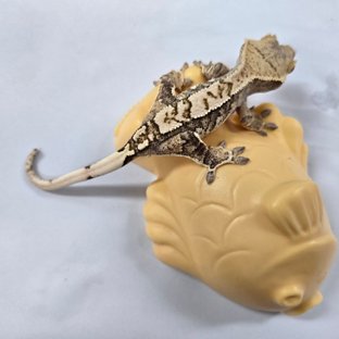 트라이 익스트림할리퀸