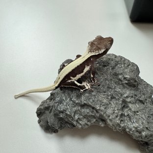 릴잔틱