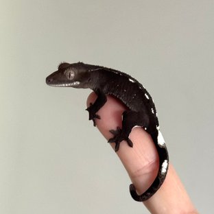 아잔틱