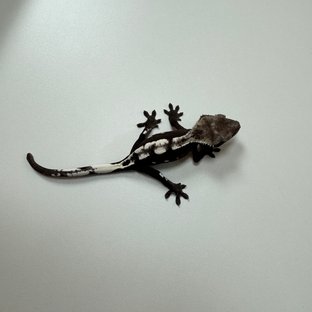 아잔틱