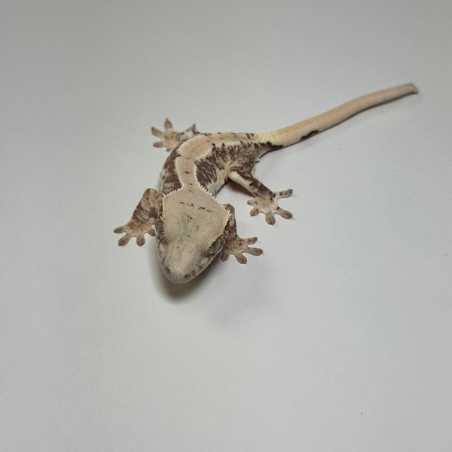 릴리100%헷아잔틱