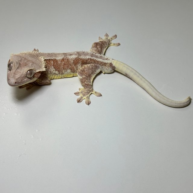 레드 팬텀 릴리화이트