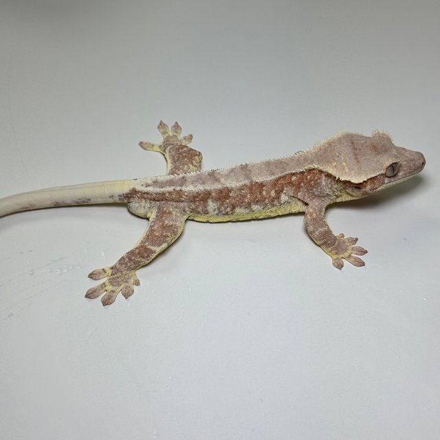 레드 팬텀 릴리화이트