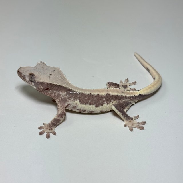 릴리100%헷아잔틱