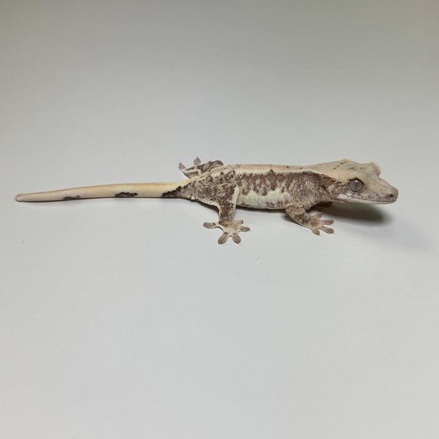 릴리100%헷아잔틱