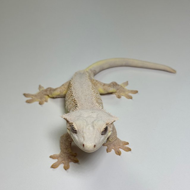 팬텀 릴리화이트