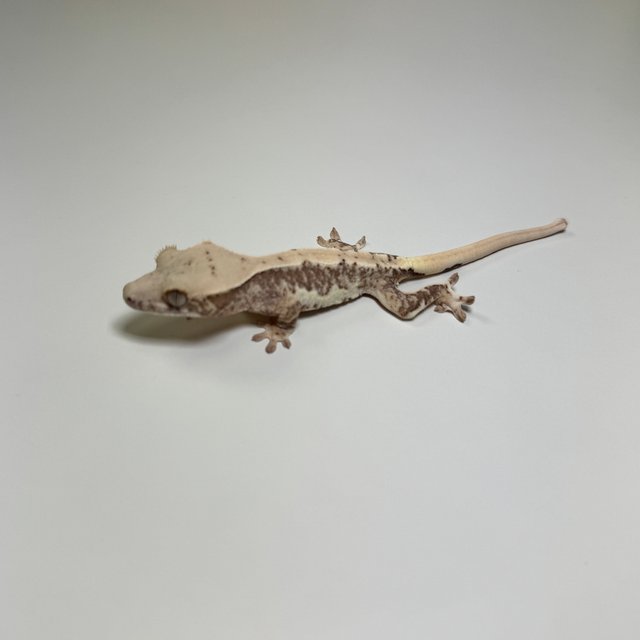 릴리100%헷아잔틱