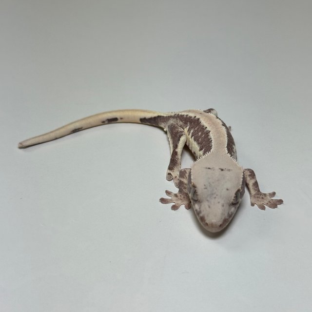 릴리100%헷아잔틱