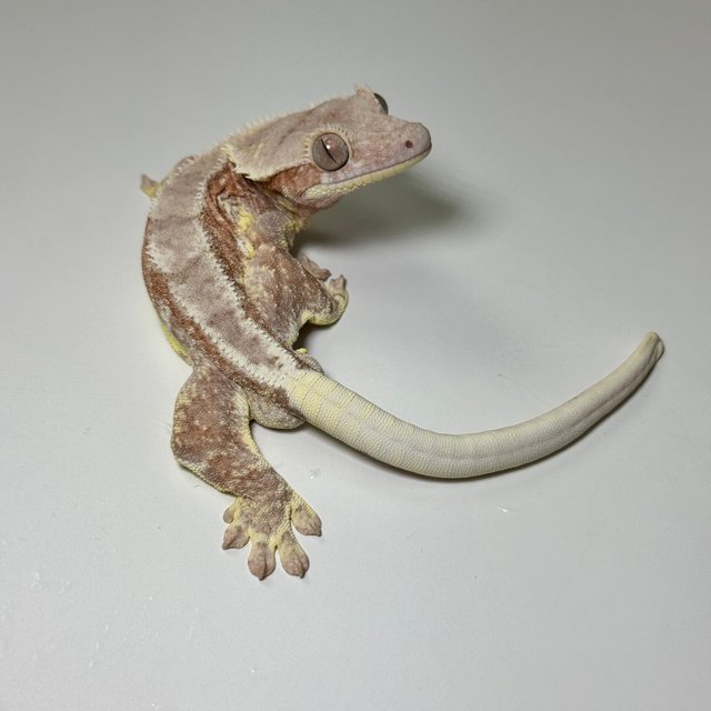 레드 팬텀 릴리화이트