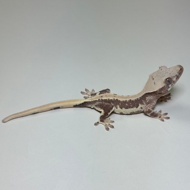 릴리100%헷아잔틱