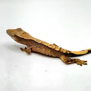 아롱x다롱 0727