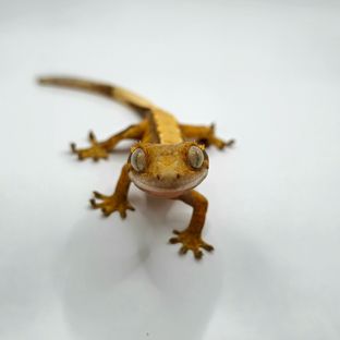 마루