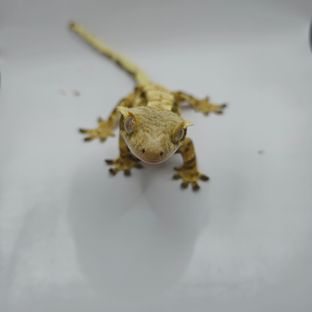 희망