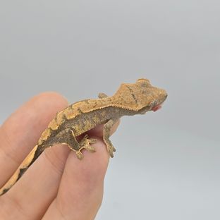 할리퀸
