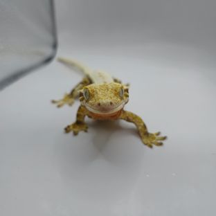 찹쌀
