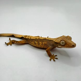 체리