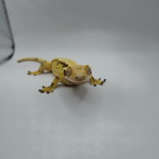 아롱