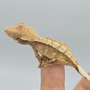 트라이 익스트림할리퀸