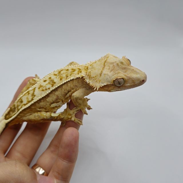 크림시클