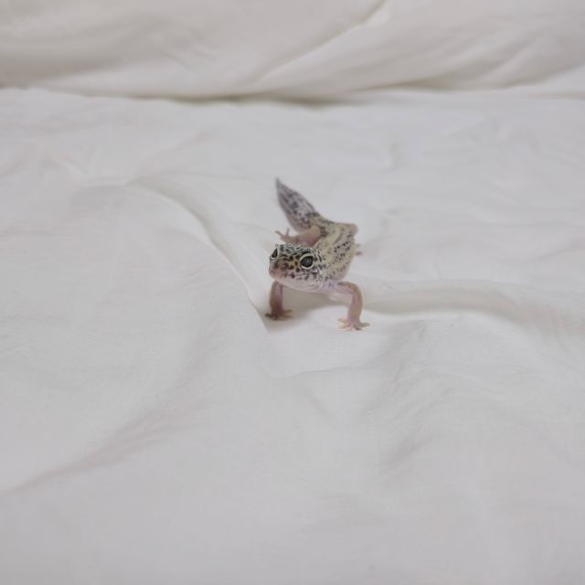 스노우 블랙나이트