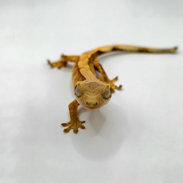텐저린 트라이 익스트림할리퀸