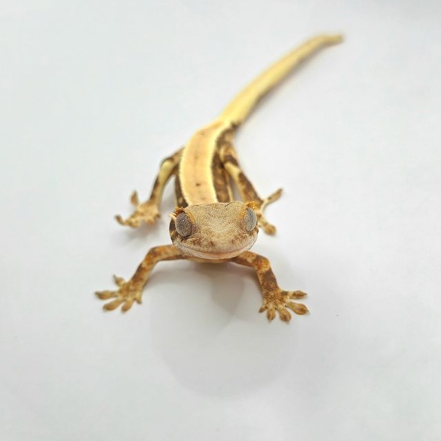 릴리화이트