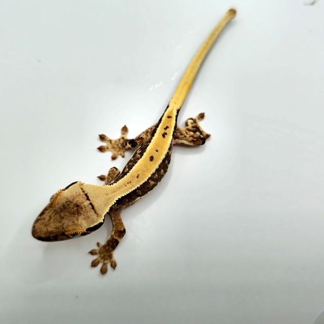 릴리화이트 트라이