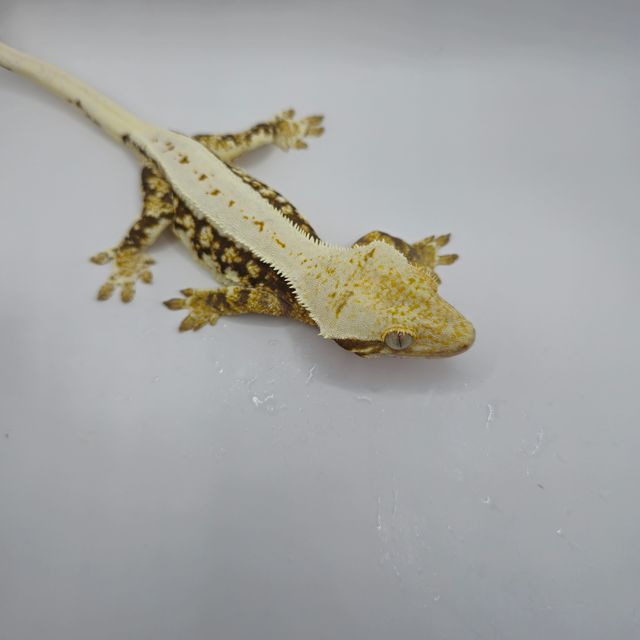 릴리화이트 트라이