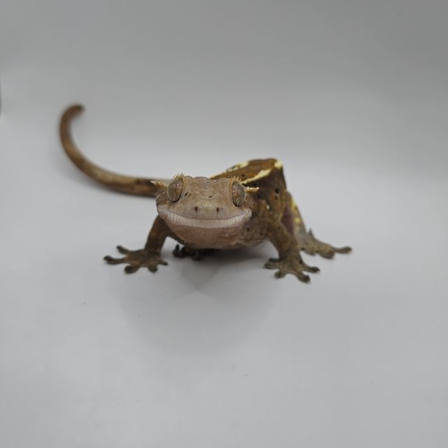 카푸치노 트라이