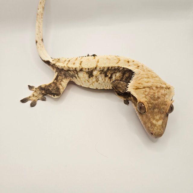 노멀 화이트스팟