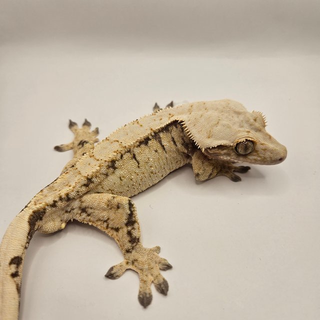 노멀 화이트스팟