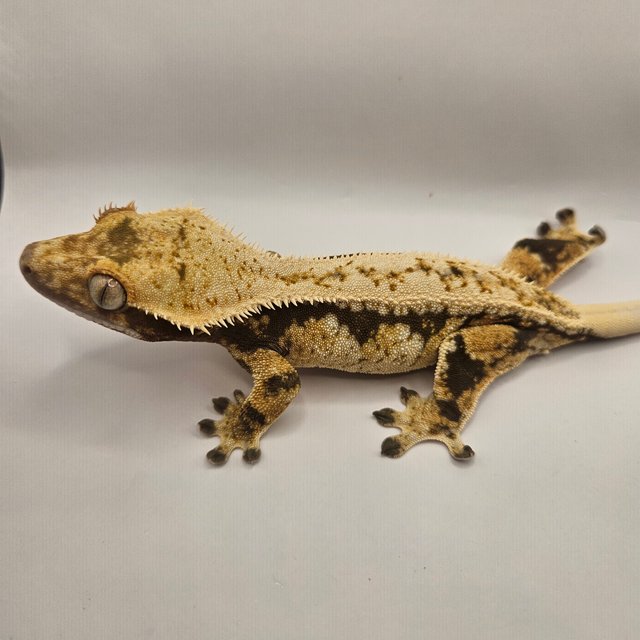 노멀 화이트포트홀 화이트스팟