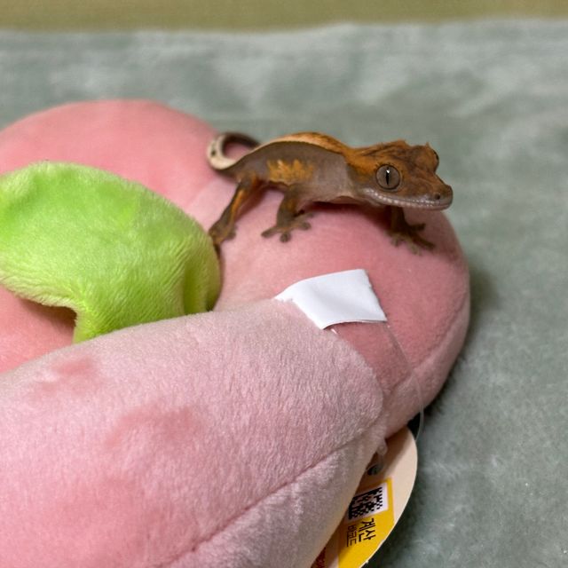노멀